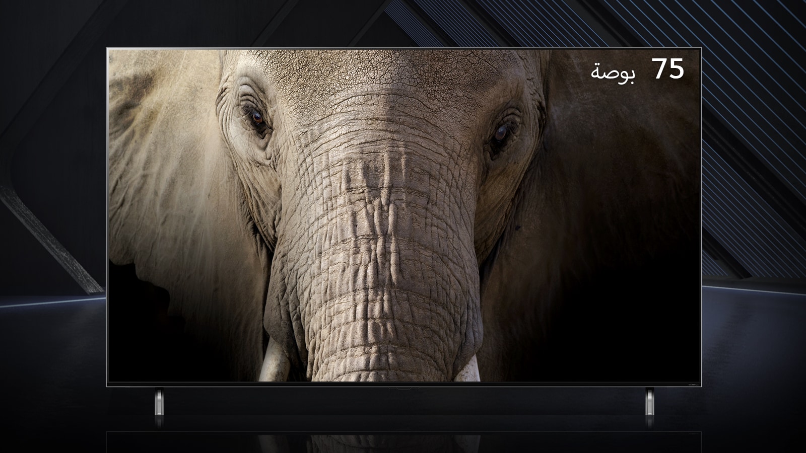 يقف تلفزيون LG QNED Mini LED بحجم 75 بوصة جنباً إلى جنب على خلفية داكنة. تعرض الشاشات صورة عن قرب لوجه فيل.